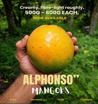 Post announcing seasonal Alphonso mangoes